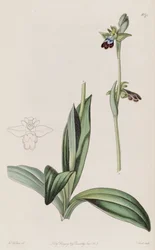 Illustration von Ophrys fusca